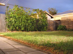Night time garden